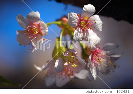 Himalayasakura 162421