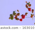 草/葉/水果 楓樹 紅楓 163010