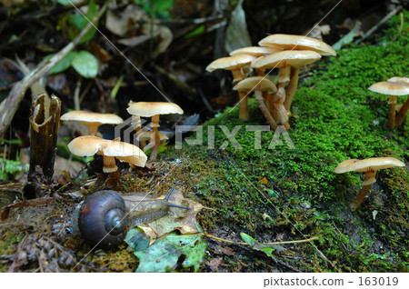 走在蘑菇林 163019