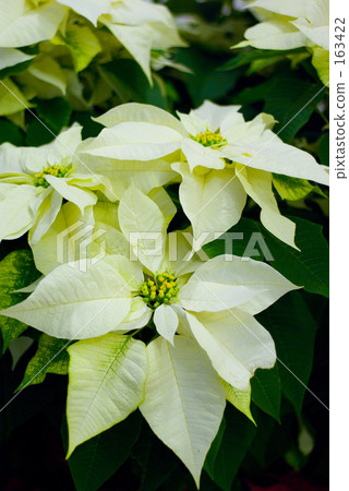 Poinsettia (White) 163422
