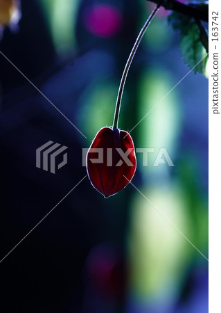 提洛爾燈“著色” 提洛爾燈“著色” 163742