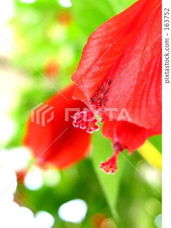 點頭公主芙蓉 163752