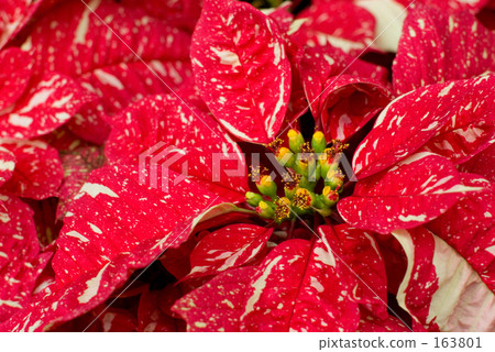 Poinsettia (red and white) 163801