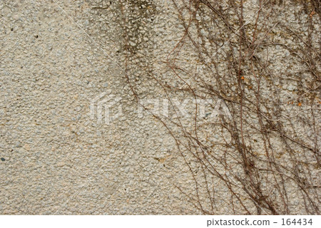 Walls and vines 164434