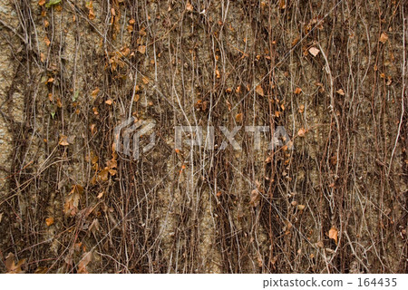 Vine wall 164435