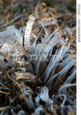 Last year's frost pillar 164522
