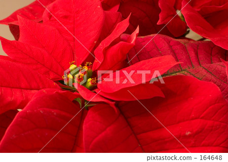 一品紅（紅色） 164648