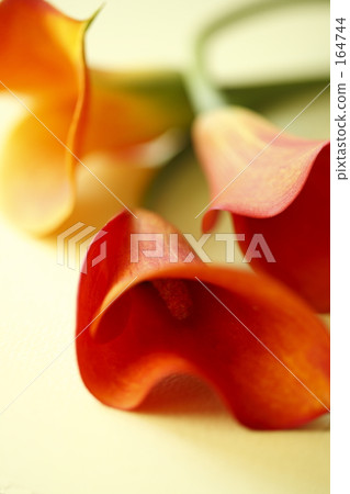 領子Ⅲ 領子Ⅲ 164744