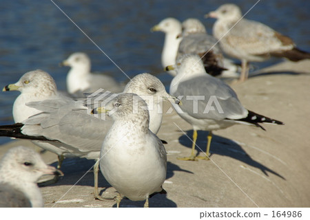 A group of seagulls 164986