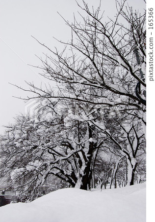 Winter scenery Winter scenery 165366