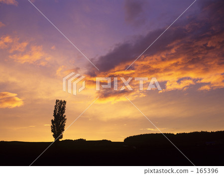 接近白楊樹的晚上雲彩 165396