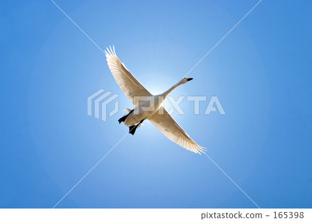 仰望天鵝在天空中飄揚 165398