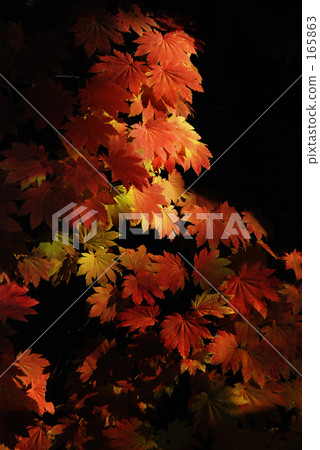 紅舞7 紅舞7 165863