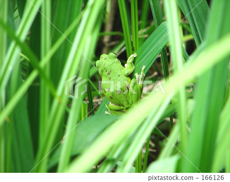 樹蛙arboreus 166126