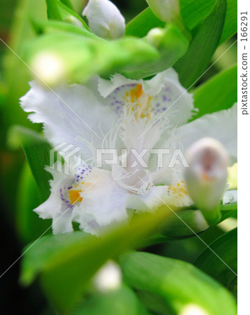 The spring of Shaga 166291