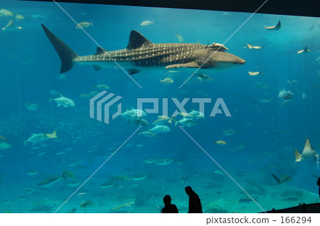 Whale shark Whale shark 166294