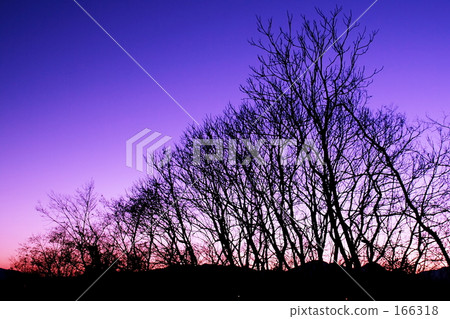 forest, purple, black 166318