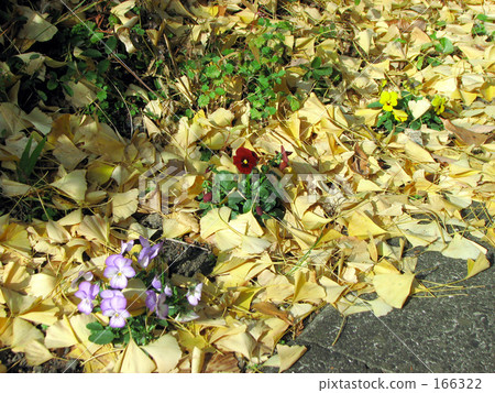 落葉和三色紫羅蘭 落葉和三色紫羅蘭 166322
