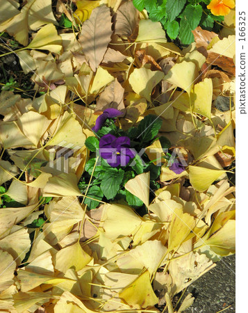 Fallen leaves and pansies Fallen leaves and pansies 166325