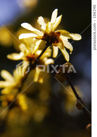 半透明的光芒·蠟梅花瓣 半透明的光芒·蠟梅花瓣 166340