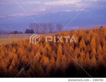 它在夕陽下染色 166456