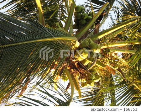 椰子樹01 椰子樹01 166553