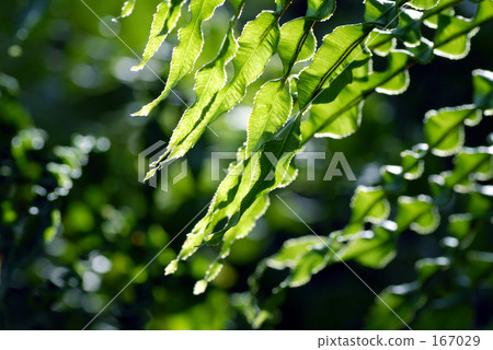 Brazil Shishigashira Ⅱ Brazil Shishigashira Ⅱ 167029