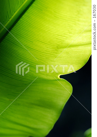 Leaf vein Leaf vein 167030