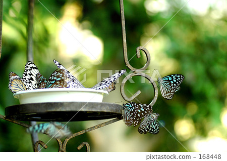 Saron · · · butterfly 168448