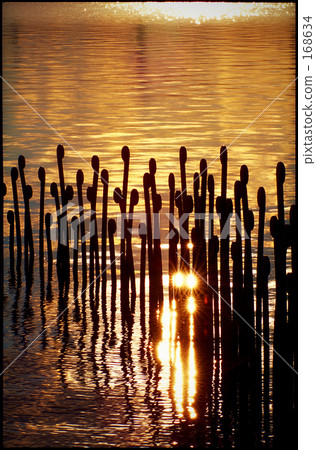Sunset scenery and light flowers Sunset scenery and light flowers 168634