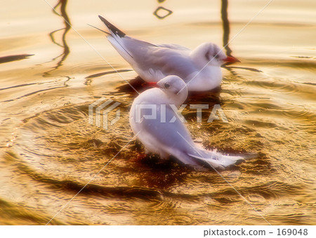 Ulysomome bathing 169048