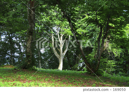 森林的精神 169050