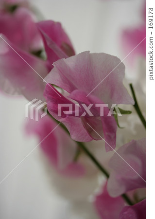 Spring messenger 169178