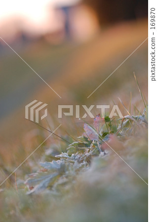 Wrapped in soft sunshine 169870