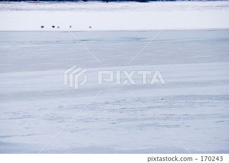 在凍湖的野生鳥 在凍湖的野生鳥 170243