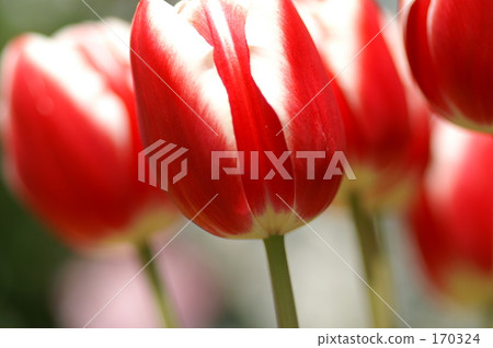 紅色鬱金香 170324