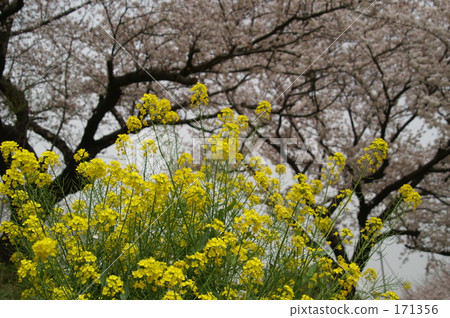 櫻花在背景中 171356