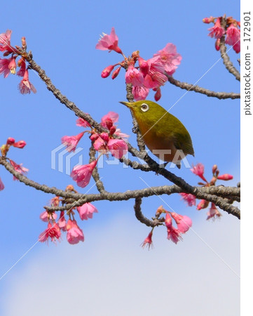 Mejiro and Hikan Sakura 172901