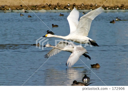 天鵝的父母和孩子 172906