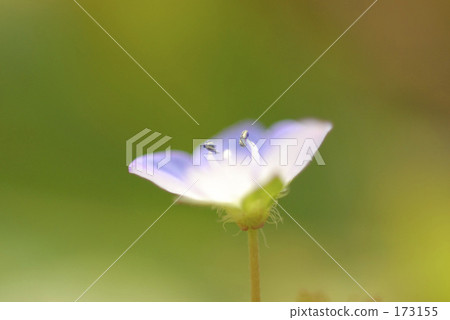 Spring coming 173155