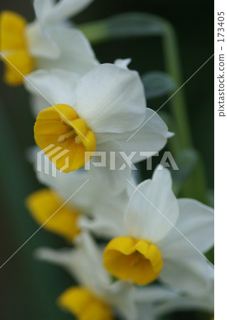 聞 盛開 透明 173405