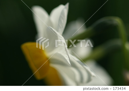 聞 開花 透明 173434