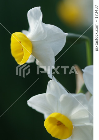 聞 開花 透明 173437