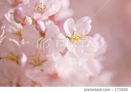 櫻花（吉野櫻花） 173808