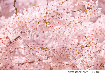 櫻花（吉野櫻花） 173809