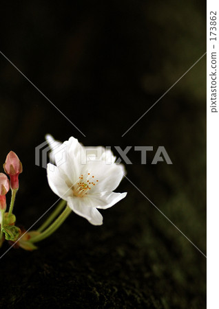 櫻花 櫻花 173862