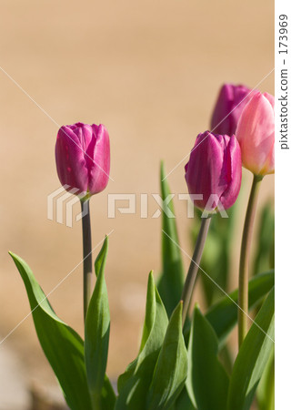 Tulip Tulip 173969
