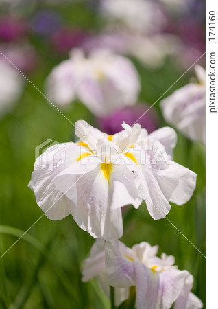 哈娜莎華 哈娜莎華 174160