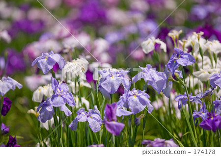 japanese iris, green, verdure 174178