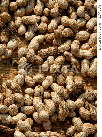 花生 花生 174335